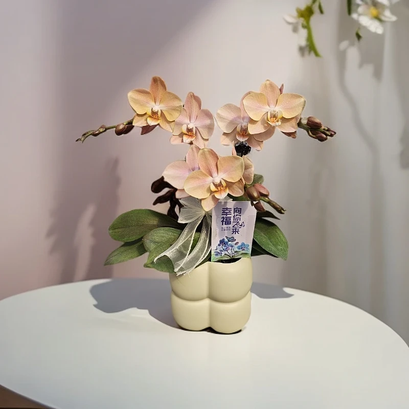 【白纱】蝴蝶兰室内种植观赏送礼带花发货