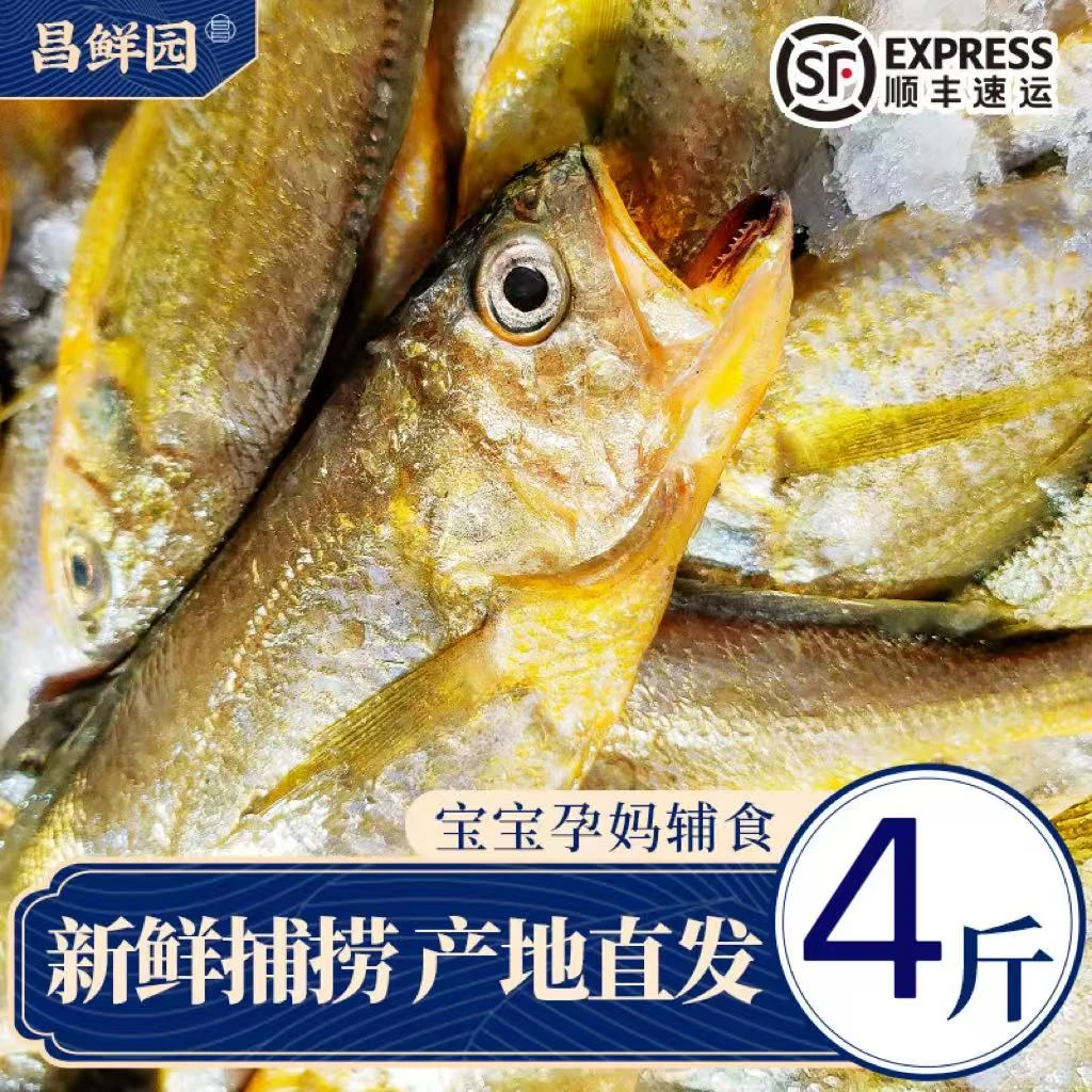 H 舟山海鲜深海小黄鱼生鲜冷冻鲜活10-12条/斤