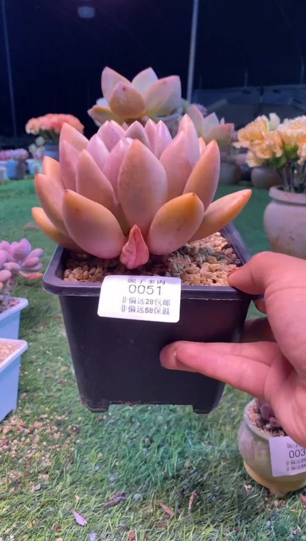 0051aa（满28包邮发货）