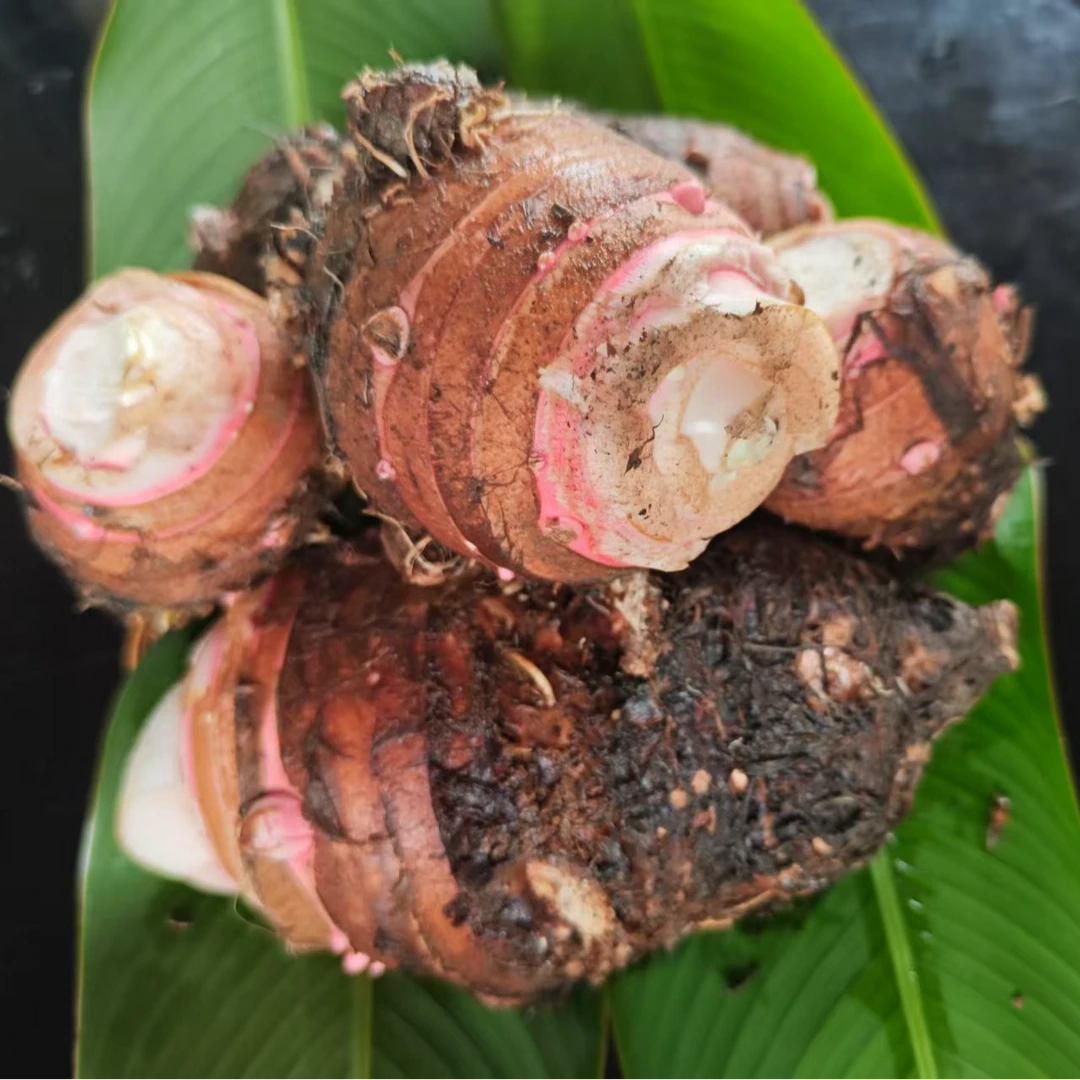 冷泉芋头新鲜现挖芋头（海口可自提）