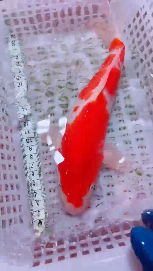 锦鲤血统锦鲤全场包邮60