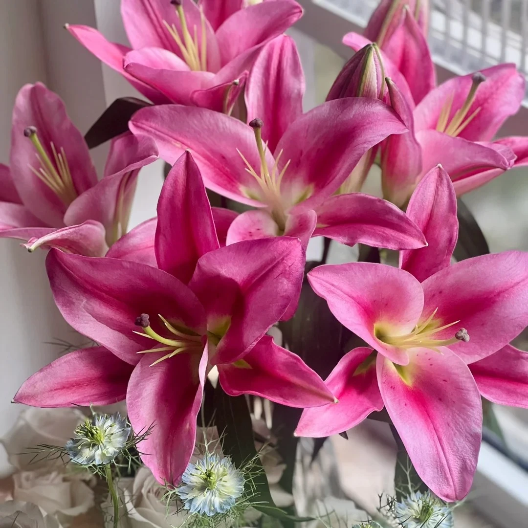 【花王朝】马龙果香水百合鲜花水养插花鲜切花