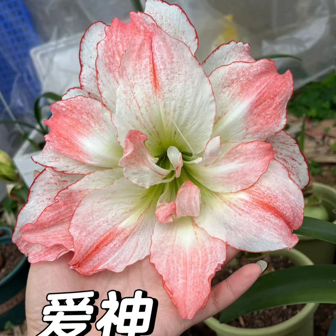 【爱神】包对版澳洲朱顶红种球重瓣自然球福利【送肥料】