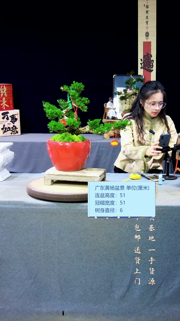 【闪购商品】雀舌黄杨盆景雀舌黄杨盆景