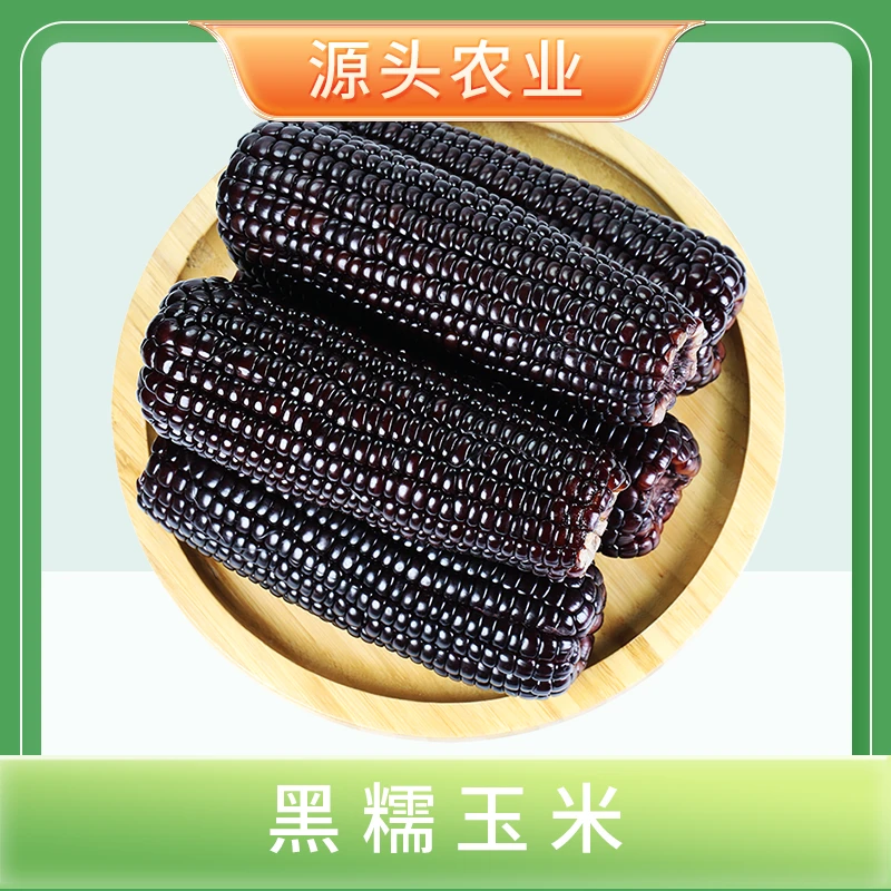 【黑糯玉米】 颗粒饱满香甜黏糯独立真空包装220g/根10支S