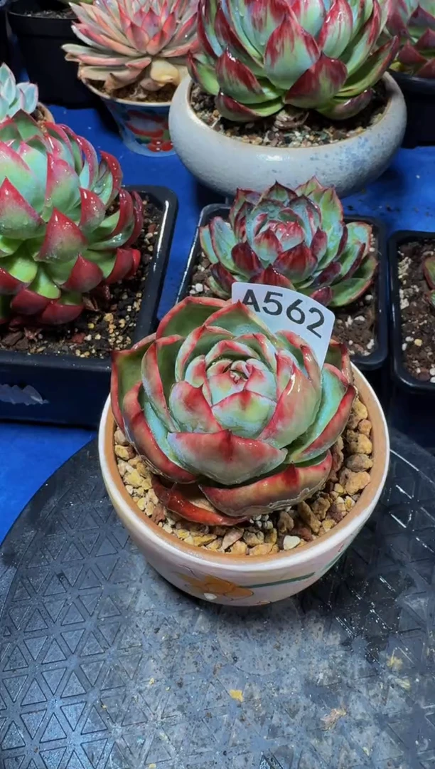 A562惊鸿仙子（裸根发货）