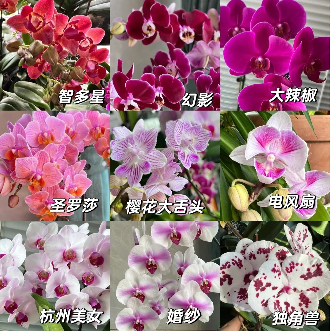 【源头优选】蝴蝶兰-盆栽水养插花用云南直发鲜花