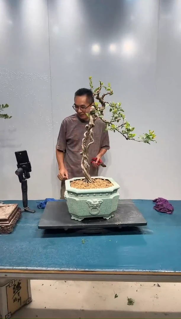 无花朵岛春花岛春花