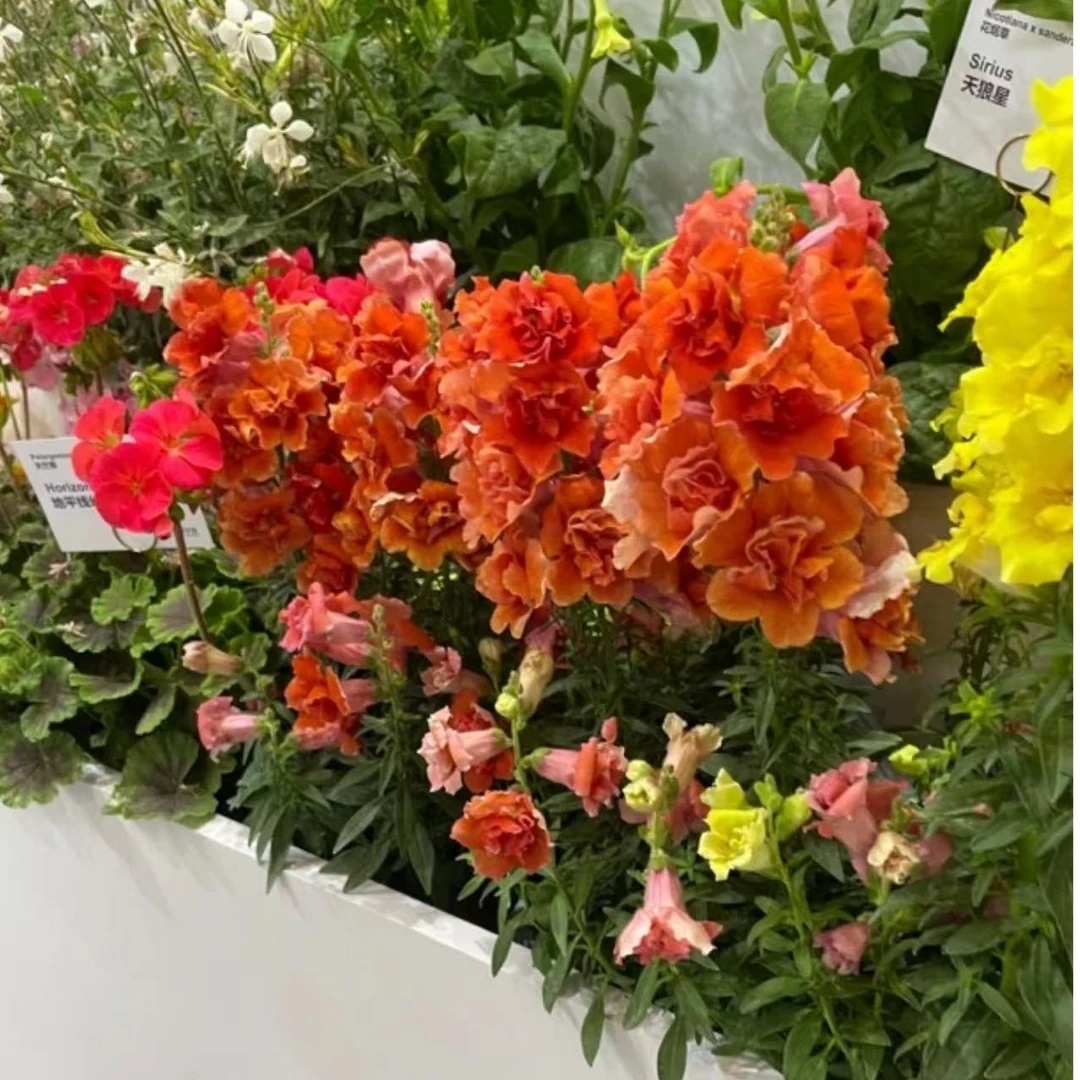 【重瓣金鱼草】4盆包邮