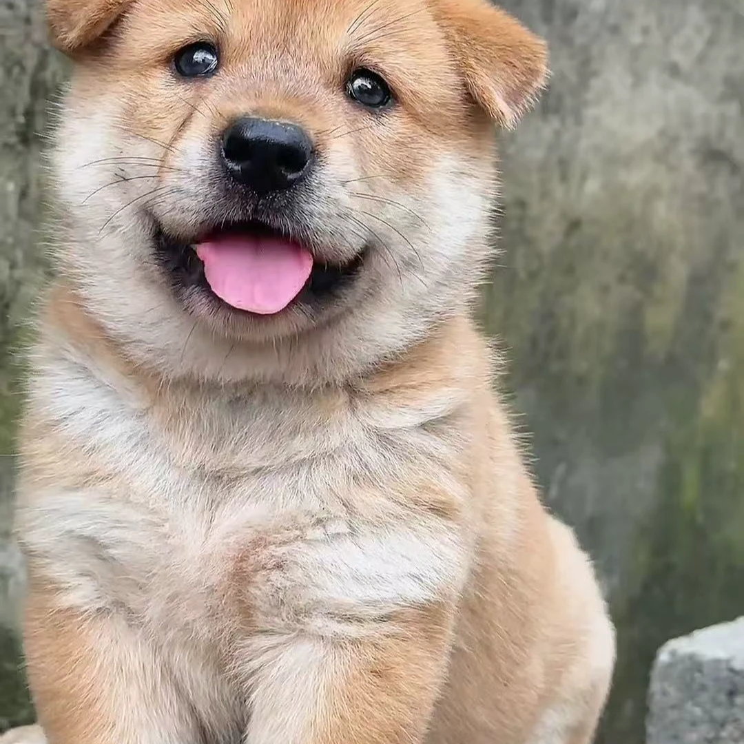 大蓝（中华田园犬）活体链接