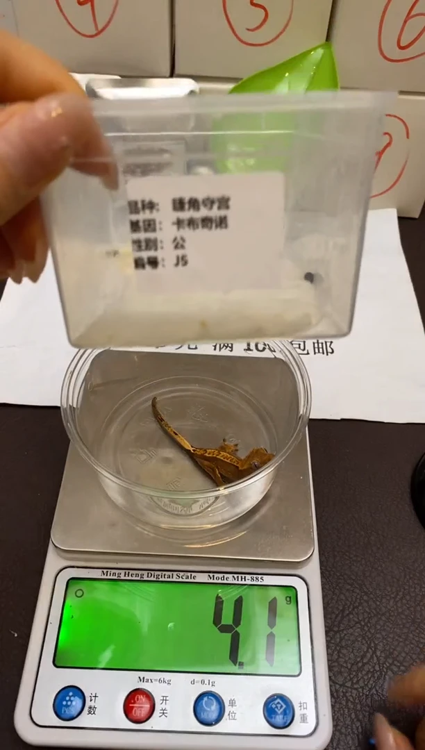 豹纹守宫Scale Tail 爬宠J5