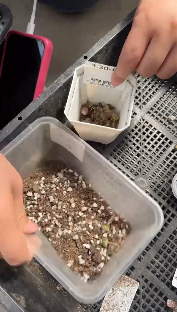 疯狂的多肉石头30-6