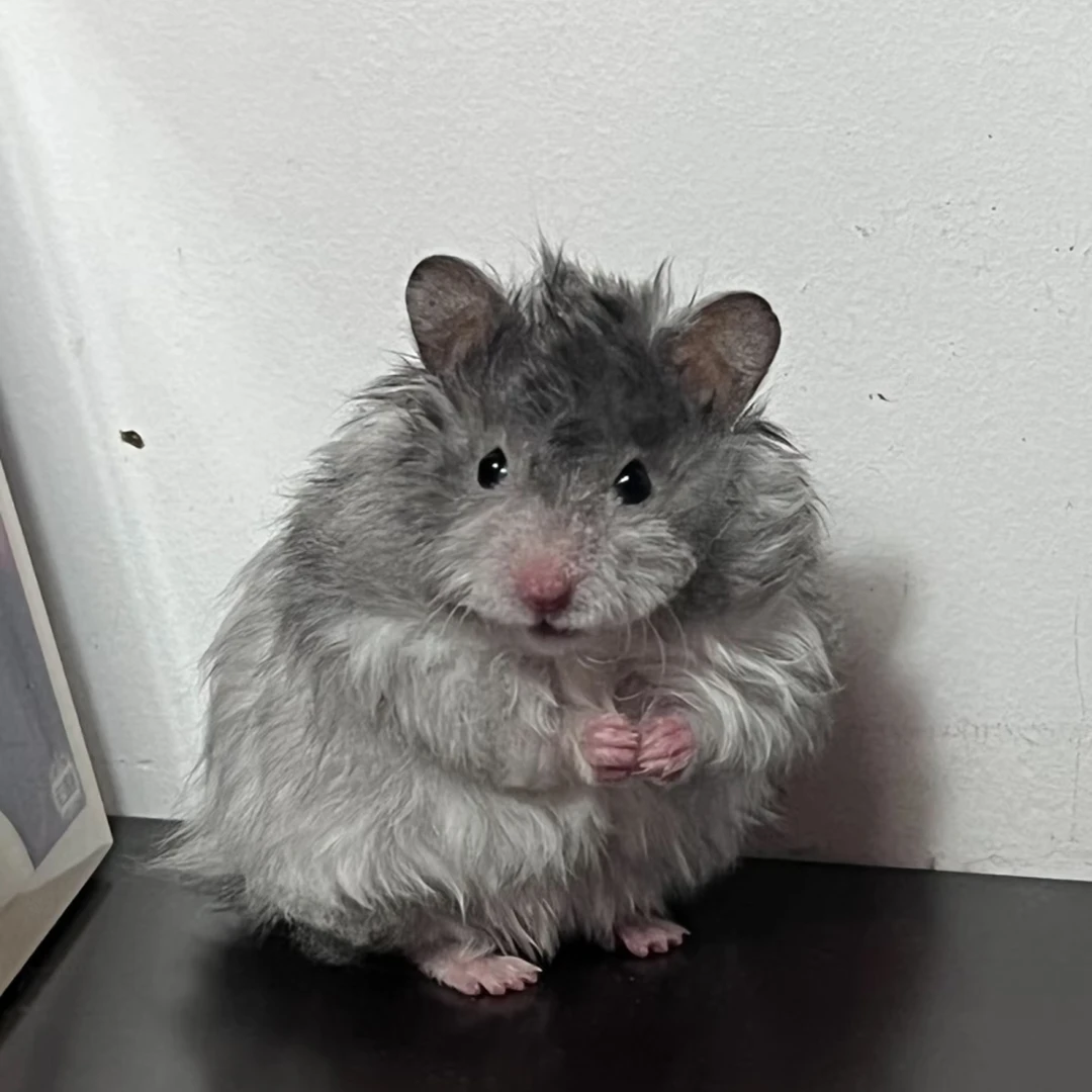 金丝熊仓鼠活体宠物精品卷毛波利省心健康好养性格温顺包邮包活