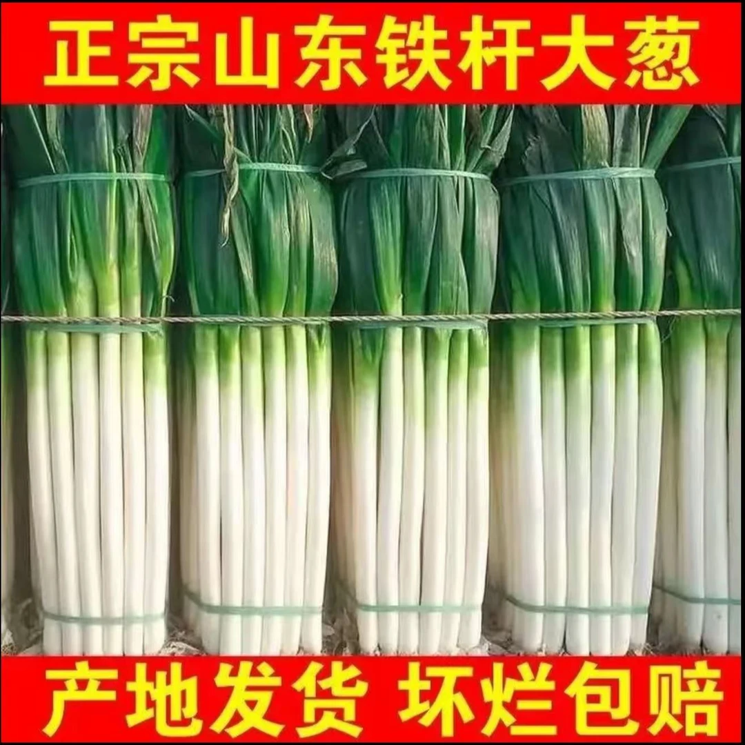 B新鲜大葱现挖现发长白铁杆应季蔬菜产地直发炒菜生吃