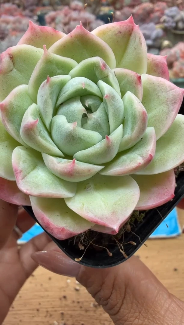 东云多肉园二店-148