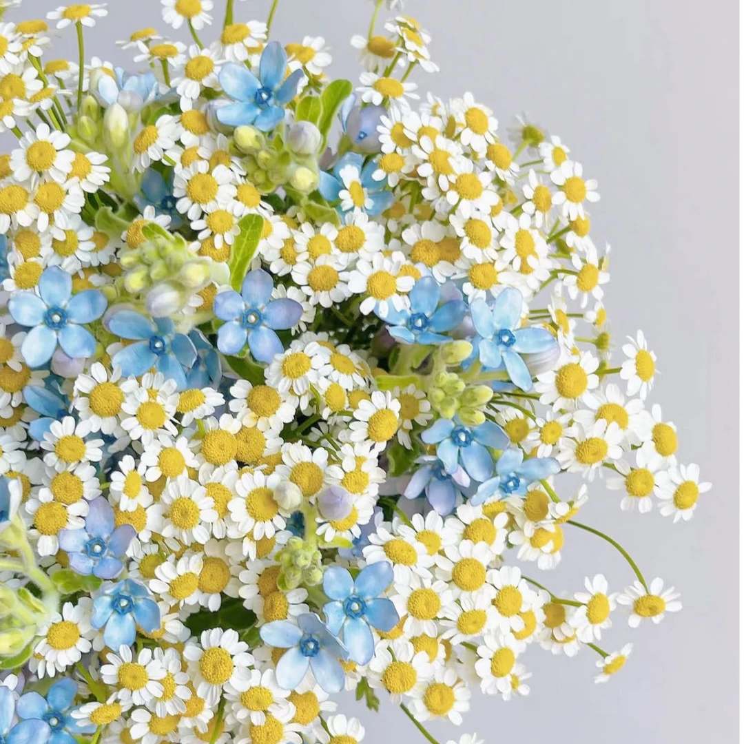 【洋甘菊】云南基地直发 春日小清新花材 鲜切水培 家庭用户花