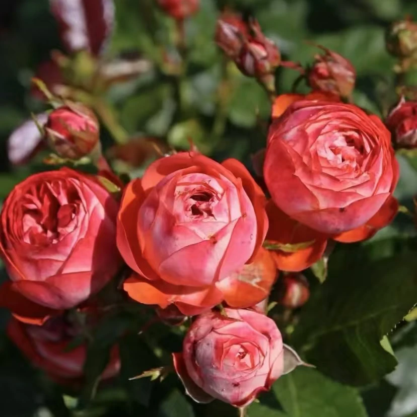 静静的花园（庞培/蓬培基）砖红色切花抗性好花期长可爱小包子