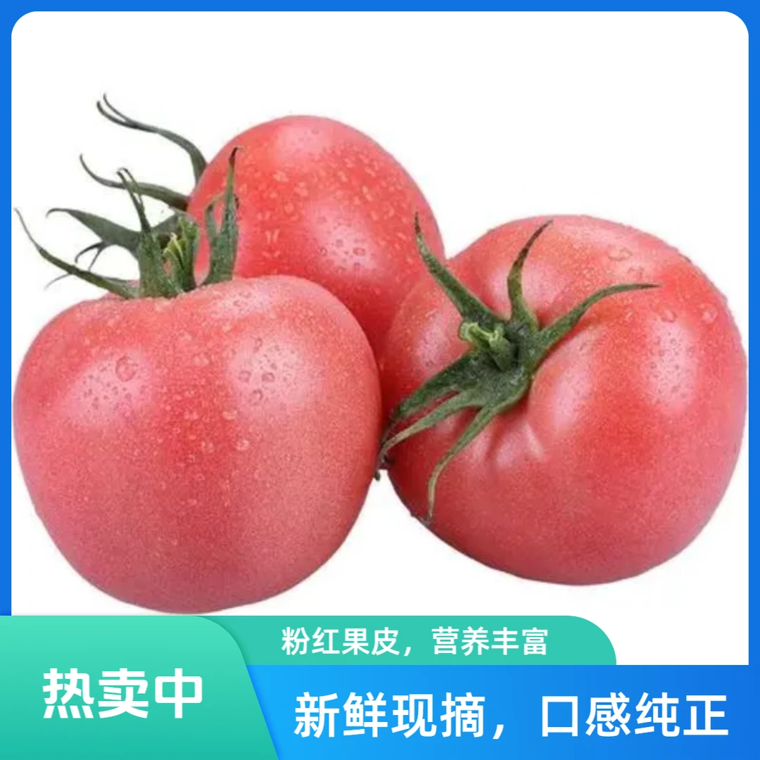 西红柿   约四斤西红柿河北省河北省