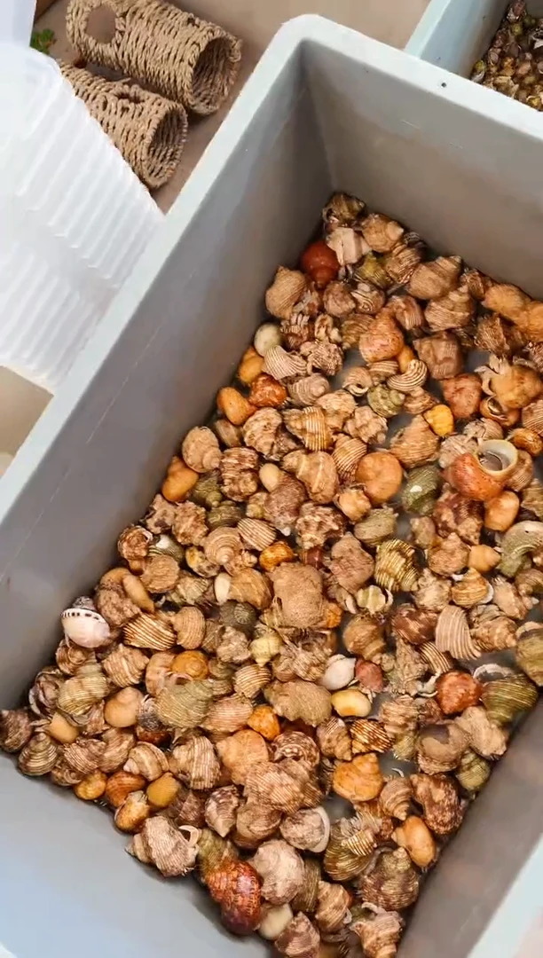 随机西沙灰白3只装