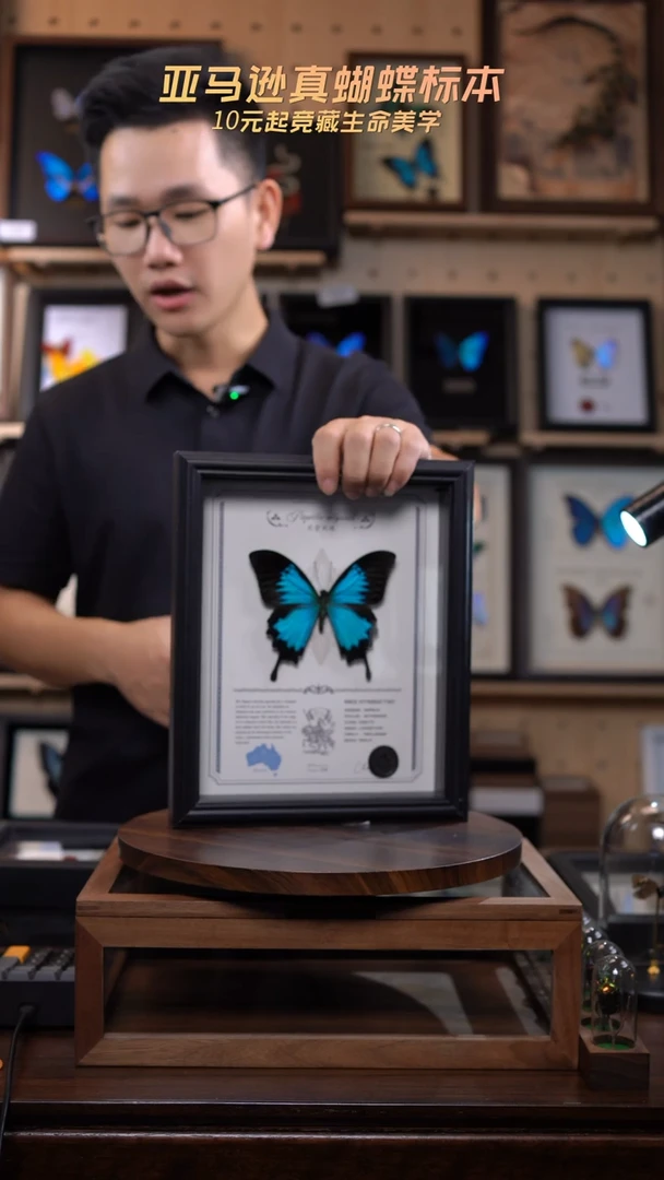 天堂凤蝶虫逢艺术款10寸