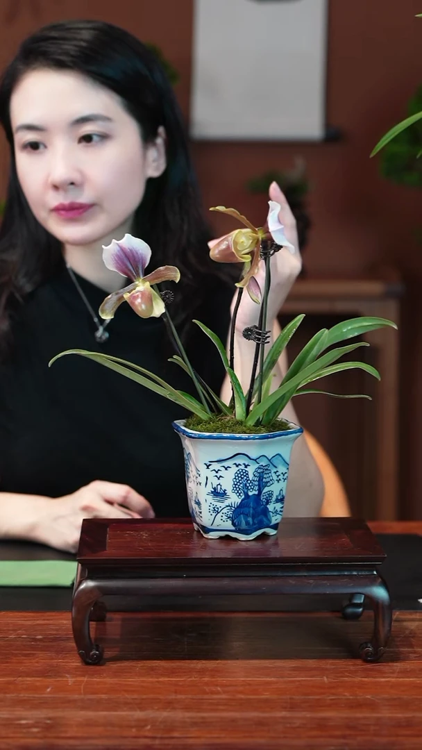 无花朵兜兰盆景盆景盆景