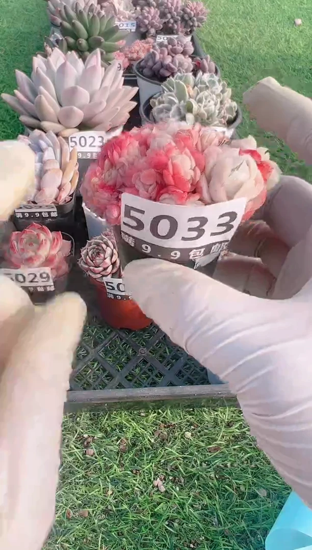 【闪购商品】信福多肉一物一拍