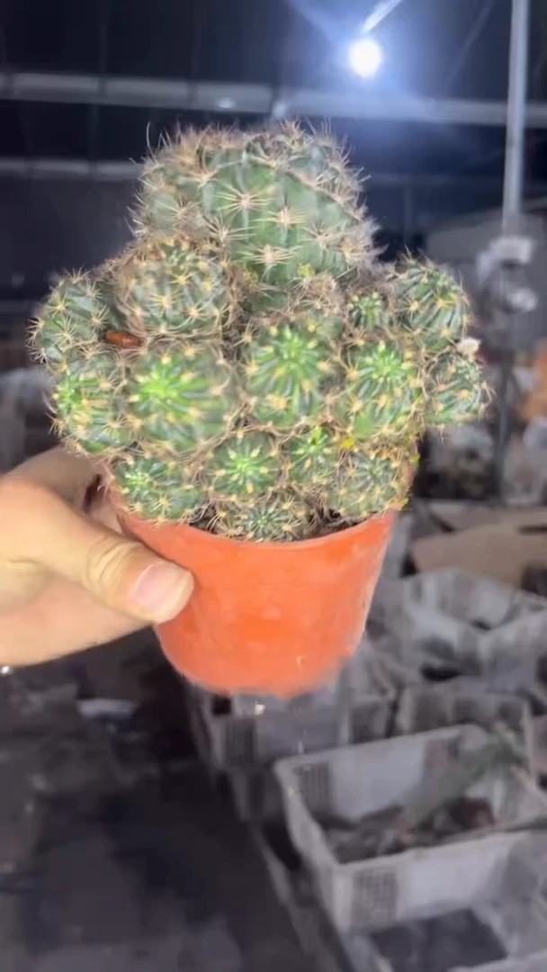 钱钻 丽花群生【带根】