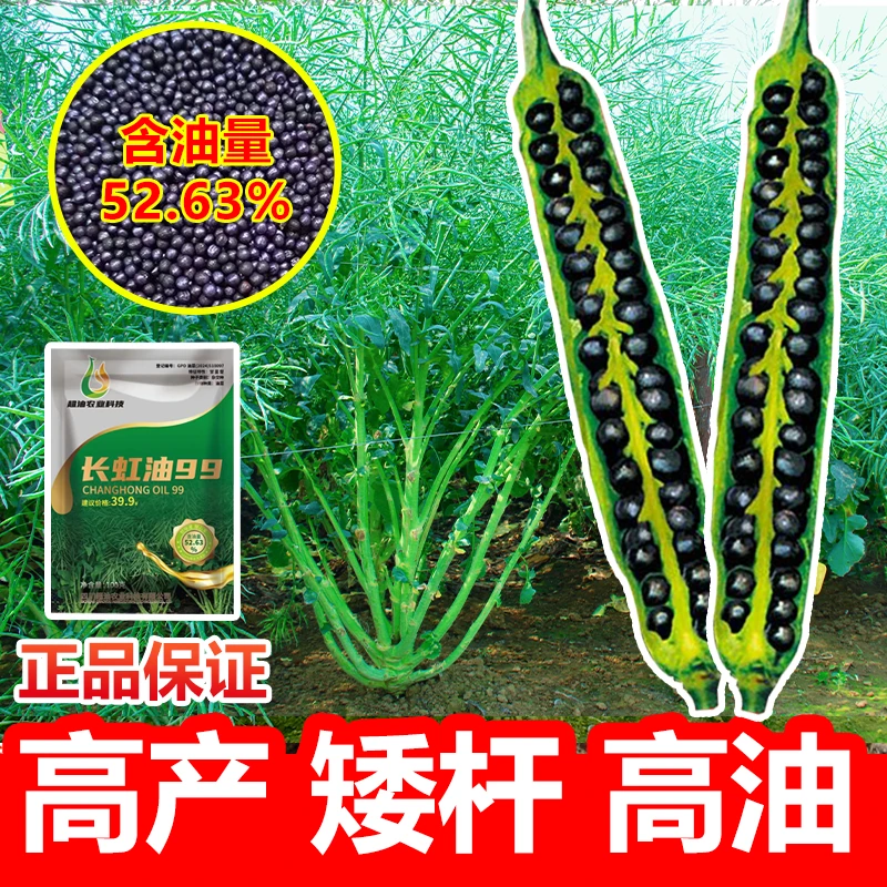 长虹油99 2025年新品油菜种子油菜籽矮杆种黑褐色油菜杂交早熟种