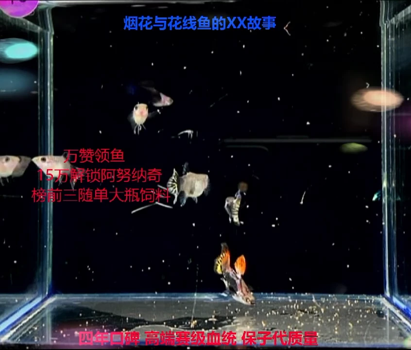 孔雀鱼彩球压成体验2对加备损