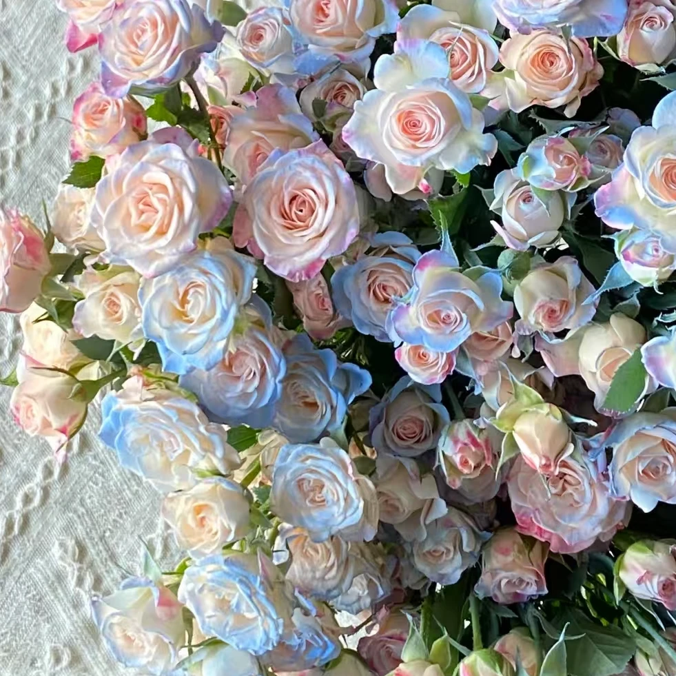 【一品花集】【碎冰蓝折射】多头玫瑰