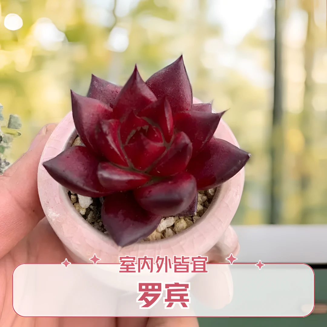 超红罗宾网红迷你小多肉植物盆栽绿植花卉好养懒人组合阳台盆栽