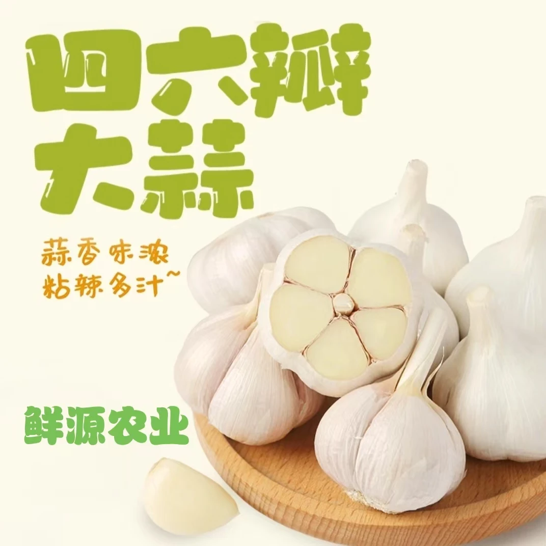 【浩玄甄选】新干蒜大蒜头白皮大蒜农家自产自销包邮老式种植纯天然