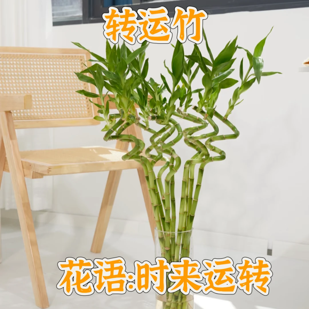 特价【次日达·转运竹】5支新年开运竹鲜切花生活鲜花·全场顺丰包邮次日达