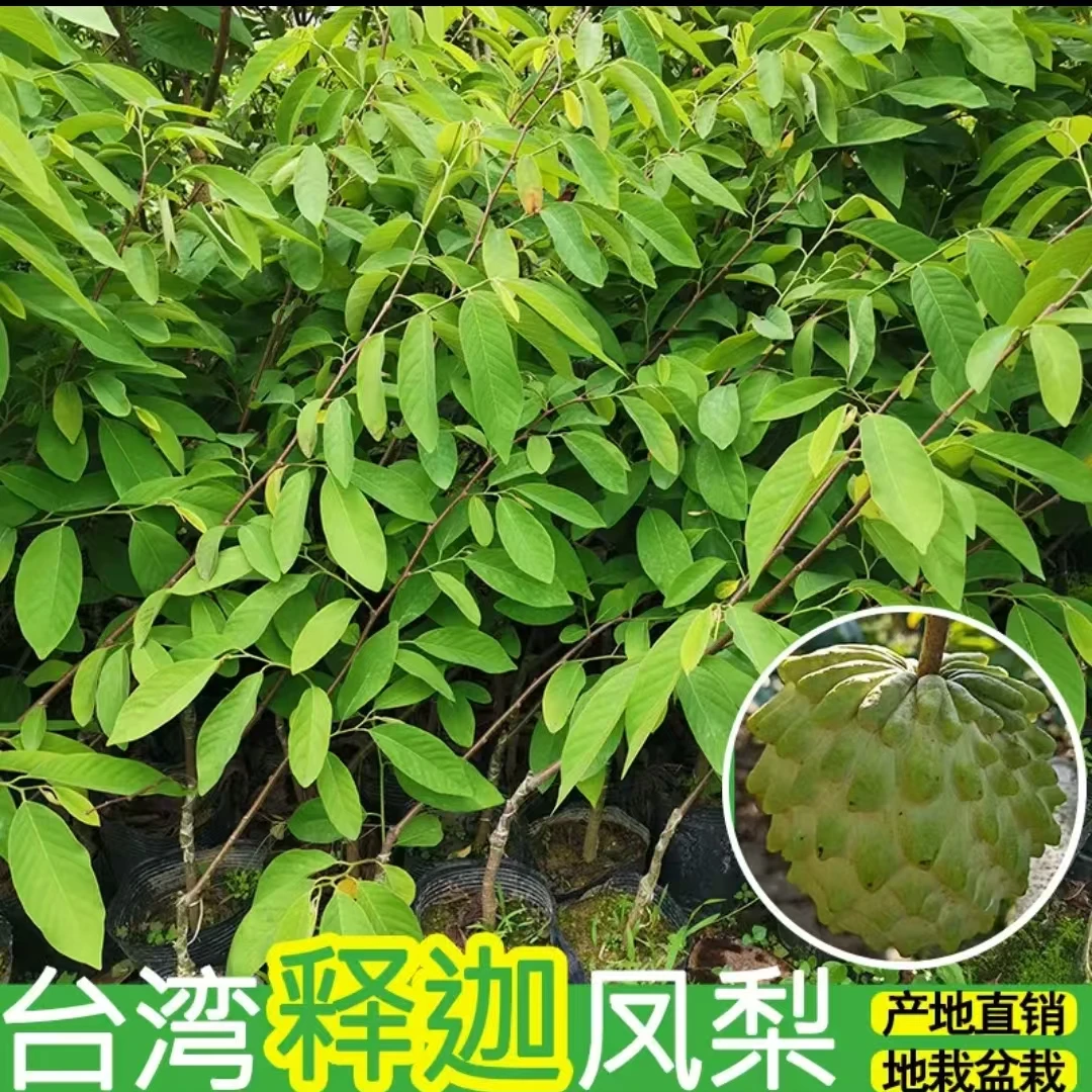 凤梨释迦果绿植盆栽