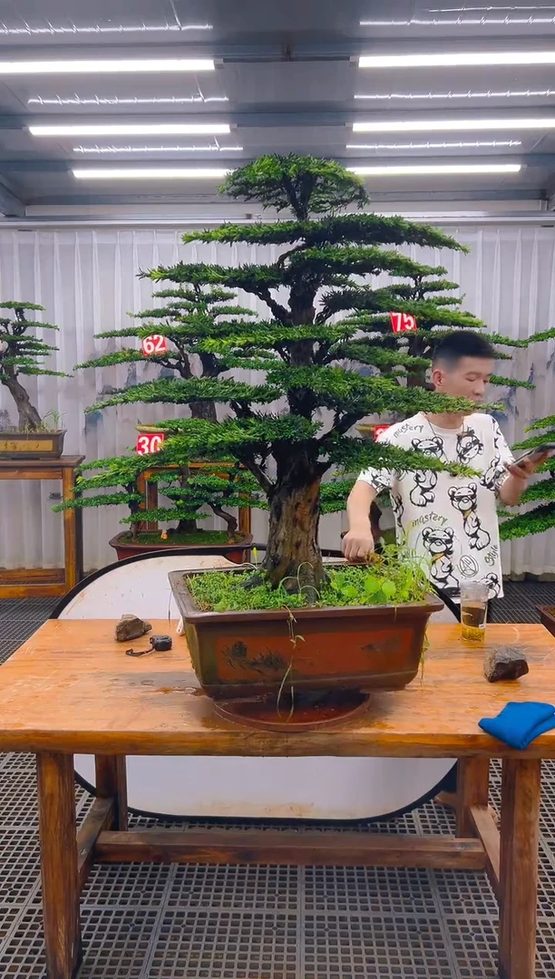 无花朵迎****利精品盆景直播间一物一拍