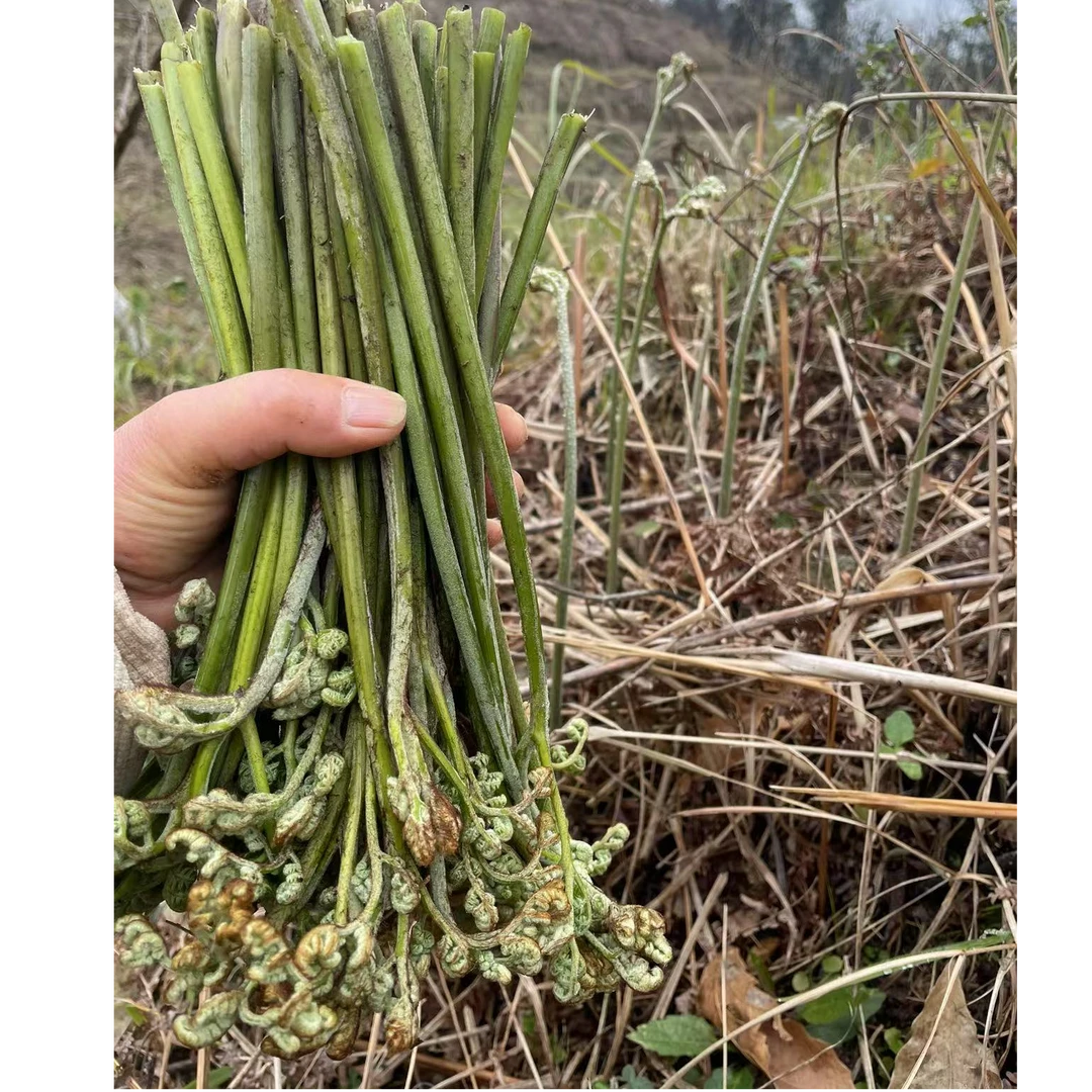 贵州高山野生蕨菜龙爪菜猫爪菜头茬现摘现发包邮