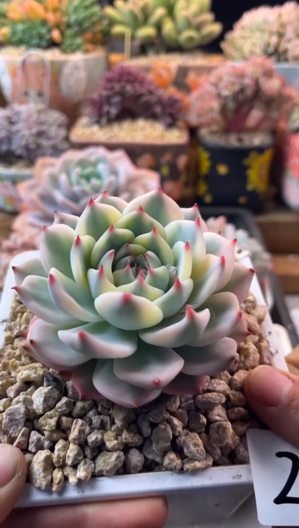 22吉娃娃锦111111111111