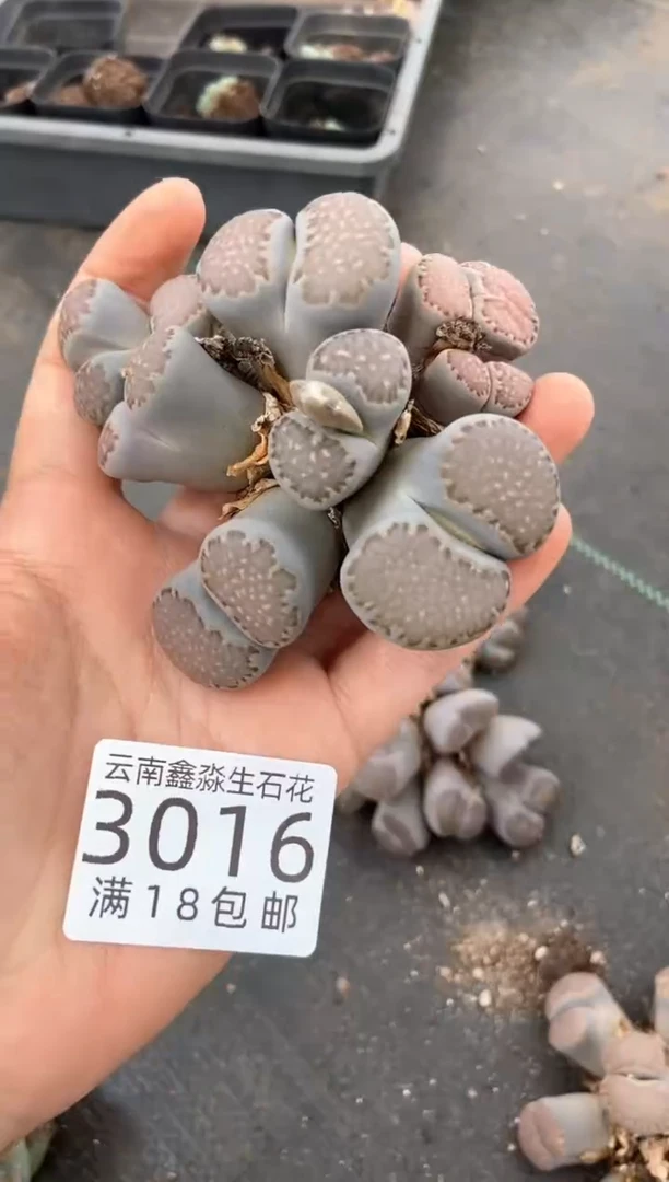 3016特价群生有疤瑕疵发货1群