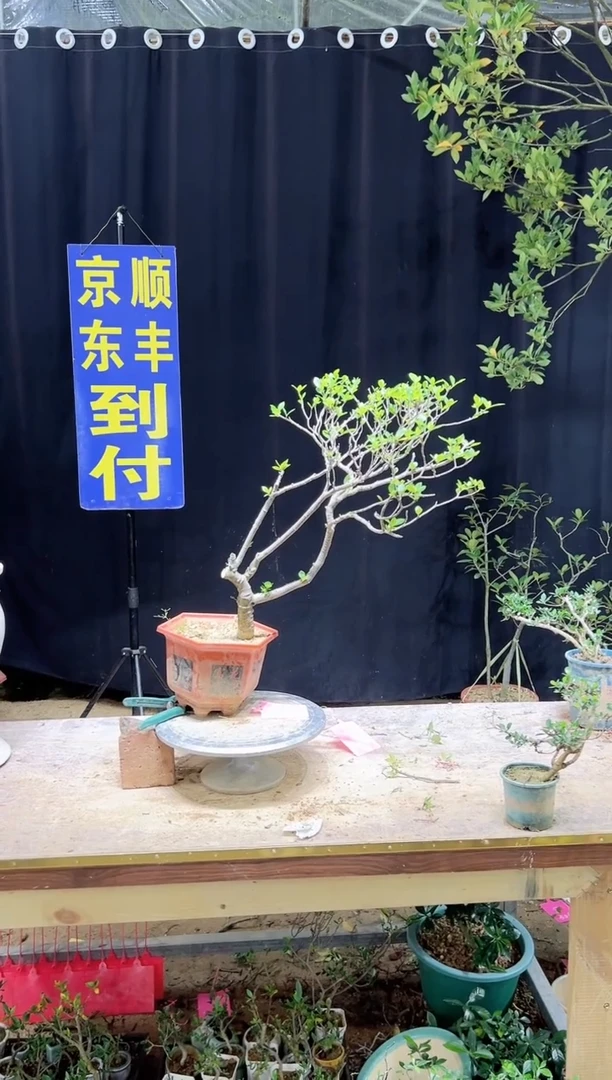 大量花朵（建议范围：8朵-15朵 或40%以上）嵩**客海岛栀子花