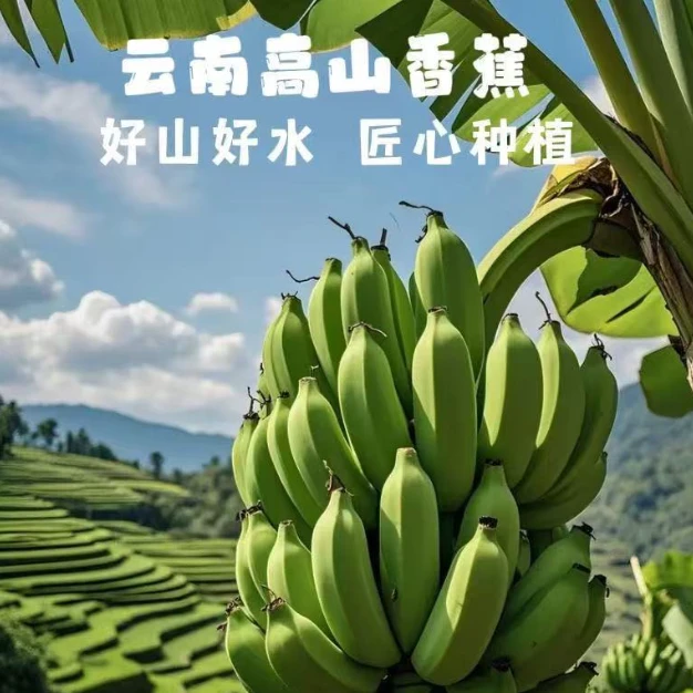 新鲜现摘香甜软糯云南高原阳光香蕉美味水果香蕉