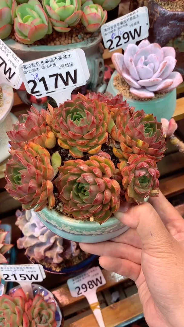 217W（一物一拍实付满28发货，默认不带盆土）