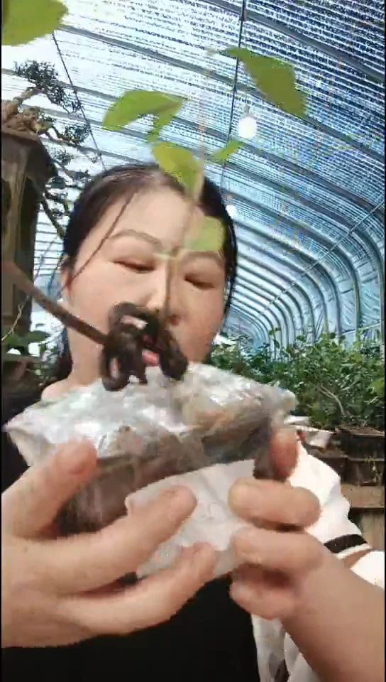 无花朵零*零老鸦柿