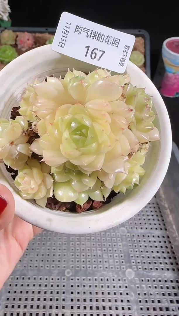 1115-167群生不包整