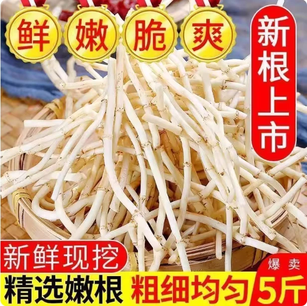 【四川农家折耳根】现挖带泥鱼腥草无叶凉拌鲜嫩脆爽节节根食用