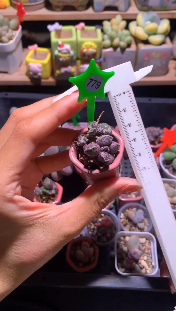 凯蒂猫海豹多肉，满28包邮，不满发一个叶片到付