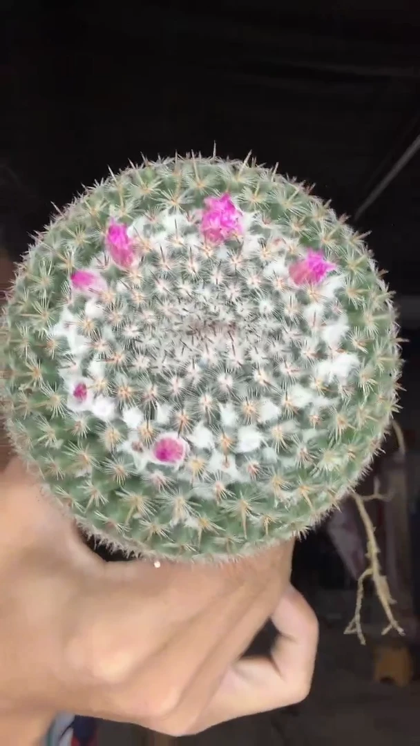 实生白王丸29.99