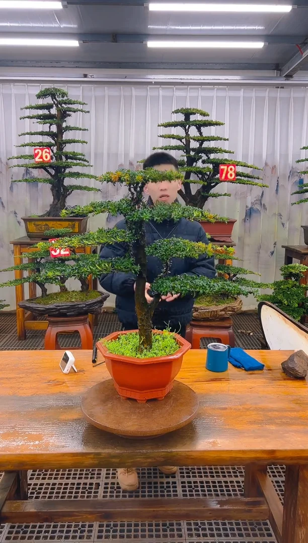 无花朵精品盆景直播间一物一拍