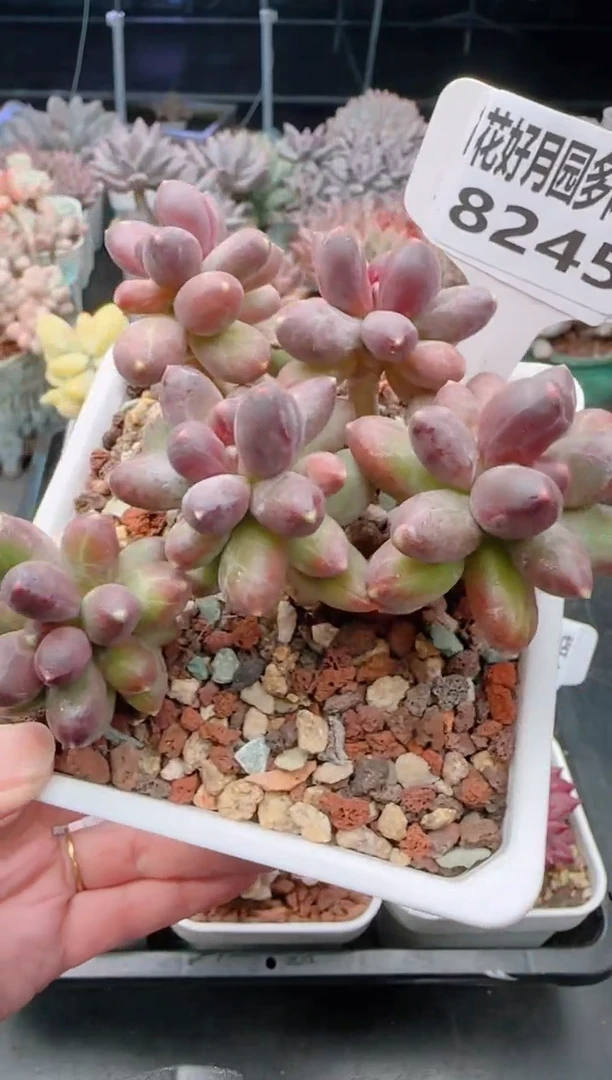 【闪购商品】8245千代田之松