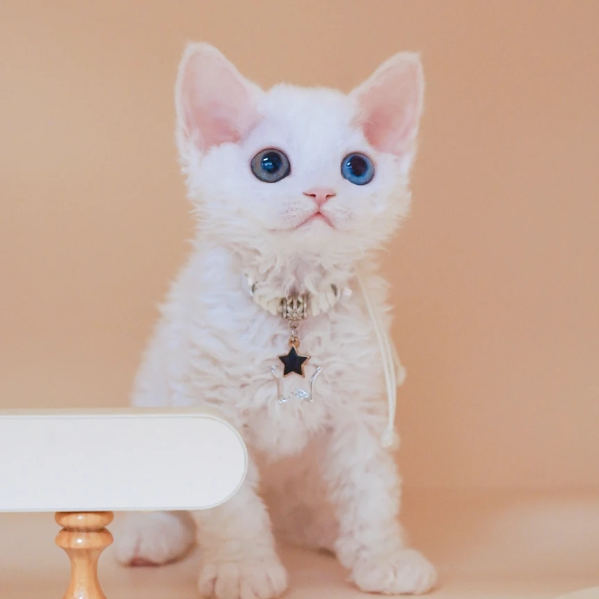 纯白弟弟 德文卷毛猫