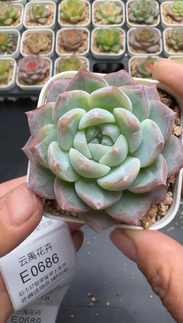 684E云禹多肉植物 带盆土纸巾打包 3颗包邮